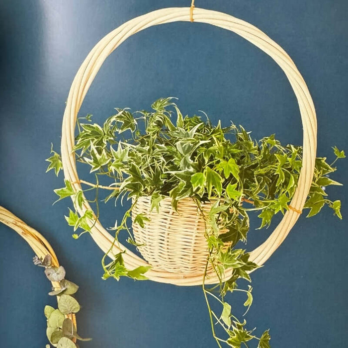 The Hanging Planter Kit & Pencil Holder