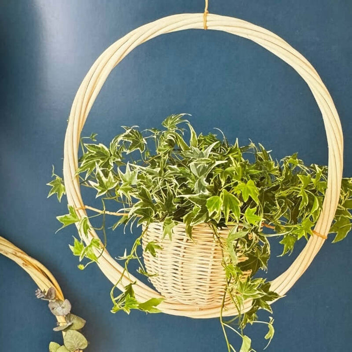 The Hanging Planter Kit & Pencil Holder